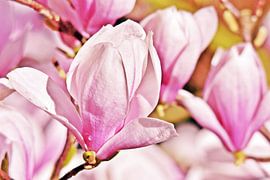 een prachtige Alexandrina magnolia bloesem in het zonlicht van Werner Lehmann