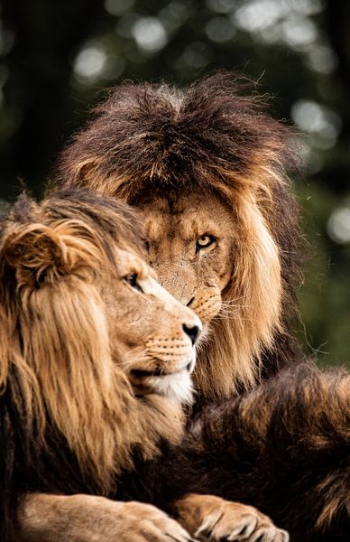 I See You over there van Design Wall Arts