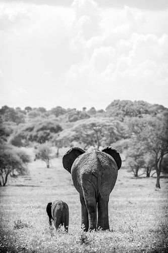 Olifant met jong in Tanzania van Eveline Dekkers
