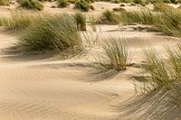 NP Duinen van Texel