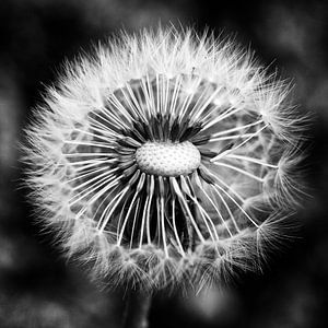 Paardenbloem