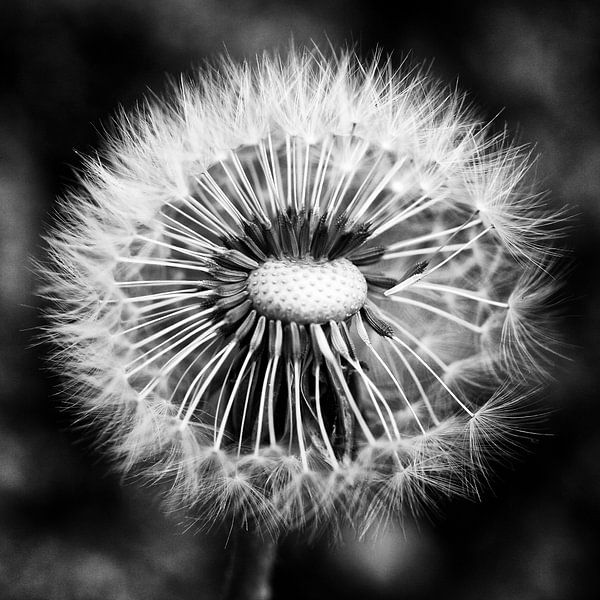 Paardenbloem von Bob Bleeker