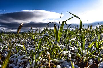 Hustain Nuruu, Mongolei - II von Jarne Buttiens