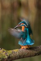 Mating kingfishers