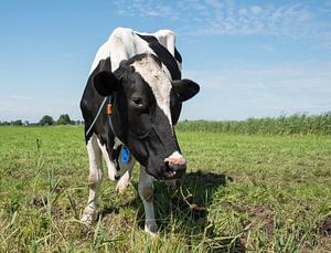 zwartbonte koe in een weiland