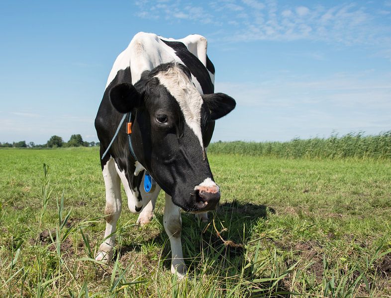 zwartbonte koe in een weiland van ChrisWillemsen