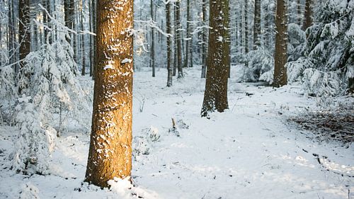 Winter sun in forest