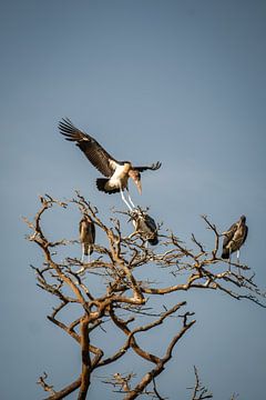 Marabou in Kenya by Evelyne Van Heuverzwyn