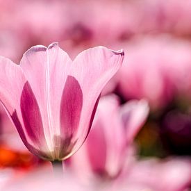 Tulpen aus Rotterdam von Frans Blok
