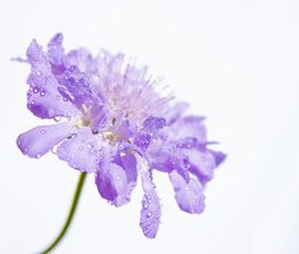 Delicate van Foto Studio Labie