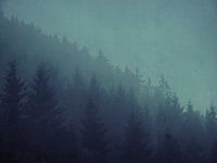The gloom