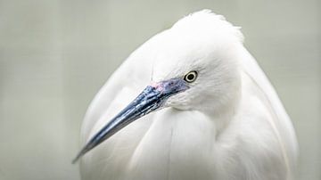 White Heron by FinePixel