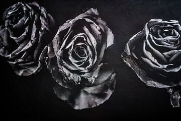 Rosenblüten von Petra Dreiling-Schewe