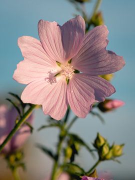 Roze bloem met soft blauw achtergrond. Bloem vijfdelig kaasjeskruid van Jolanda Aalbers