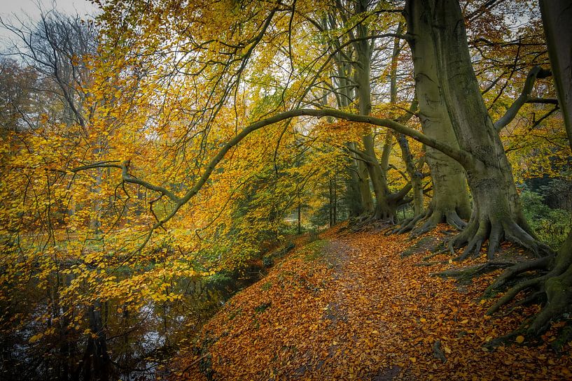 Dream forest in Wassenaar by Dirk van Egmond