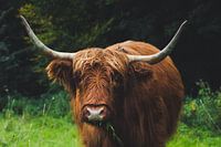 schotse hooglander