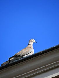A seagull on a roof edge against a blue sky by Bambi Lu