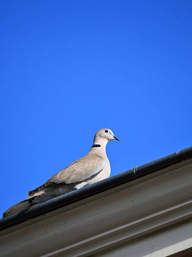 A seagull on a roof edge against a blue sky