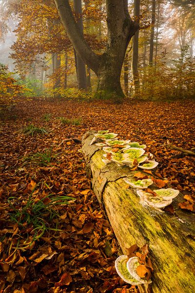 Les champignons d'arbres dans la forêt d'automne par Denis Feiner