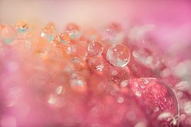 Shades of pink and orange: Drops on a petal by Marjolijn van den Berg