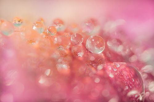 Nuances de rose et d'orange : Des gouttes sur un pétale