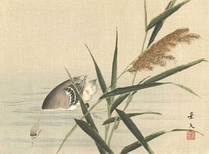 Duikende eend bij riet van Matsumura Keibun - 1892