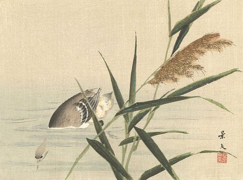 Canard plongeant près des roseaux par Matsumura Keibun - 1892