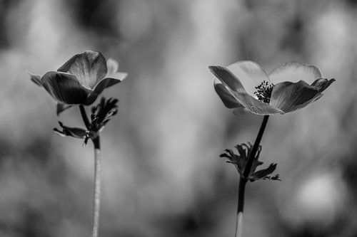 Klaproos Bloemen BNW van Martijn Jebbink Fotografie