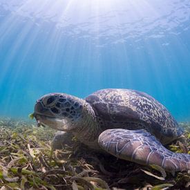 tortue de mer fouineuse sur thomas van puymbroeck