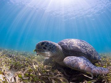 tortue de mer fouineuse