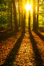Frühherbstsonne in einem Buchenwald von Sjoerd van der Wal Fotografie