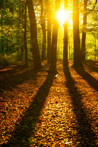 Vroeg herfstzonlicht in een beukenbos