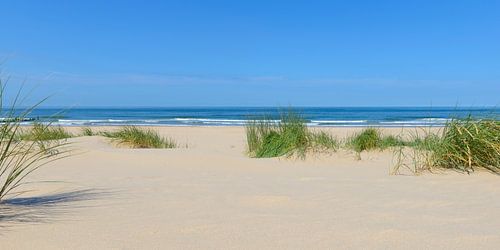 Duingras aan het Noordzeestrand op een zomerse dag