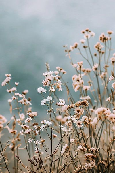 Minimalist Wildflowers in Soft Shades by Imperial Art House