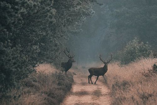 cerf élaphe traversant un chemin