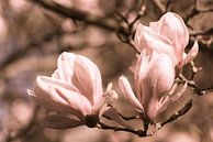 Sepia toning bloesem van magnolia met bokeh in de lente van Dieter Walther thumbnail