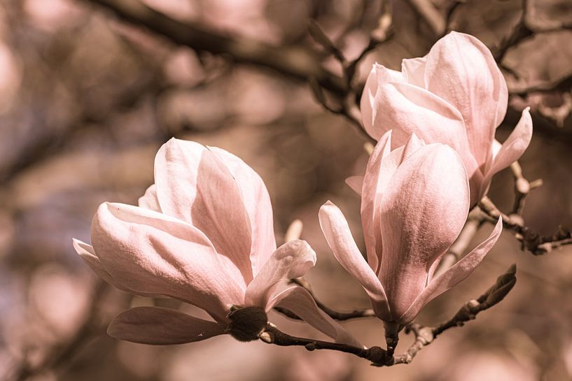 Sepia toning blossom of magnolia with bokeh in springtime by Dieter Walther
