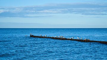 Seagulls on a groyne on the Baltic Sea. by Martin Köbsch