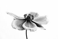 Cosmea