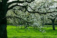 Spring in the orchard