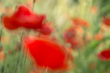 Heiterer Eindruck von blühendem Mohn von Birgitte Bergman