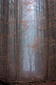 Dunkle Bäume im Speulderbos in Ermelo, Niederlande, mit Nebel im Hintergrund und Blättern auf dem Bo