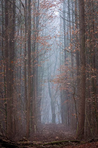 Dunkle Bäume im Speulderbos in Ermelo, Niederlande, mit Nebel im Hintergrund und Blättern auf dem Bo von Bart Ros