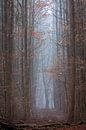 Donkerebomen in het Speulderbos in Ermelo Nederland Holland met mist op de achtergrond en bladeren o van Bart Ros thumbnail
