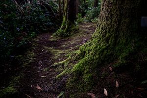 Moosbedeckte Bäume in einem dunklen Wald von Bo Scheeringa Photography