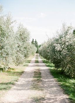 Eine Straße durch die Olivenhaine der Toskana