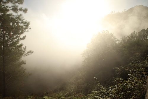 Quiet walk in Madeira