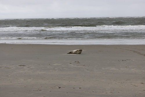 Foto's van een grijze zeehond op het strand van Langeoog.