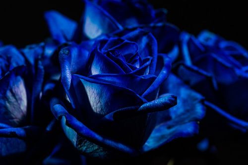 Blauwe rozen