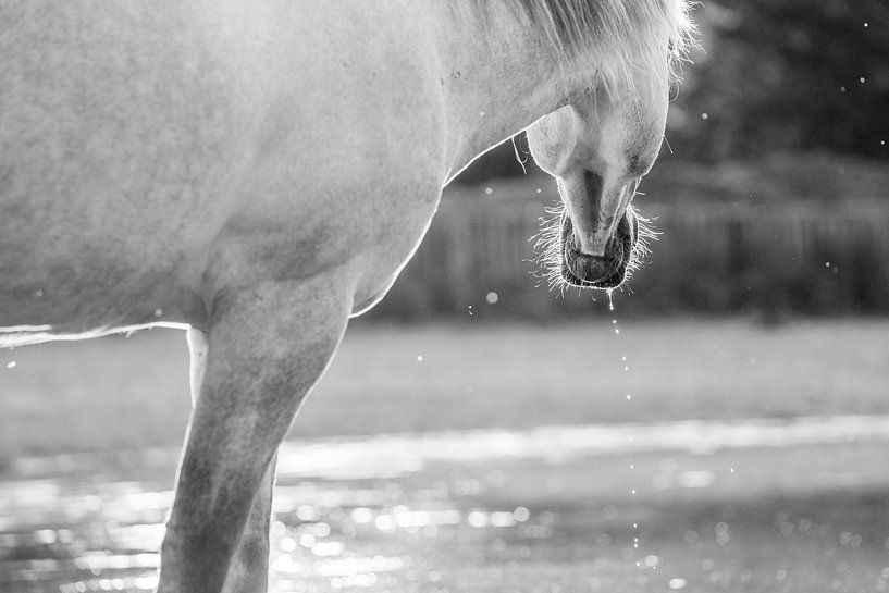 Paard Moment vrijheid van Femke Ketelaar